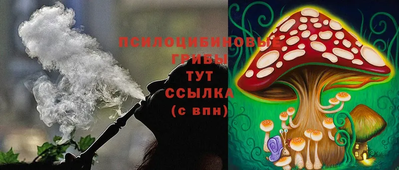 Псилоцибиновые грибы Psilocybine cubensis  Ленинск 